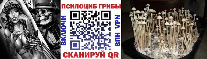 Псилоцибиновые грибы мухоморы  где купить наркотик  Зубцов 